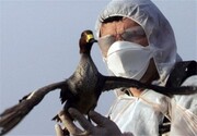 خطر شیوع ویروس آنفلوانزای فوق حاد پرندگان در اردبیل