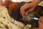 جزئیات شیوع بیماری نیوکاسل در کشور | مرغداران واکسیناسیون را جدی بگیرند