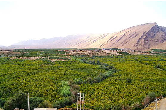 انار