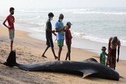 نجات بیش از ۱۰۰ وال که در سواحل سریلانکا به گل نشسته بودند