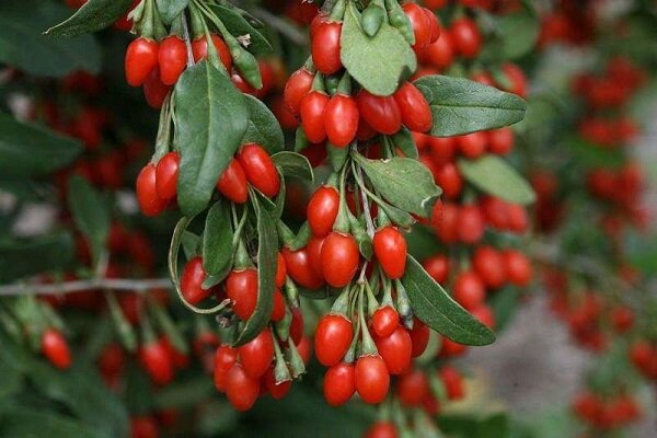 پیشبینی برداشت ۴ تن گوجیبری در هشترود - همشهری آنلاین