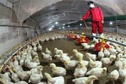 خطر شیوع آنفلوآنزای فوق‌حاد پرندگان در کرمان