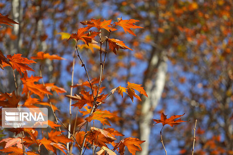 پاییز هزار رنگ و طبیعت زیبای روستای مهنان