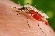 شناسایی ۱۴۵ بیمار مبتلا به مالاریا در سراوان
