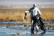آنفلوآنزای فوق حاد پرندگان در سه استان ایران | آماری از پرندگان تلف شده وجود ندارد