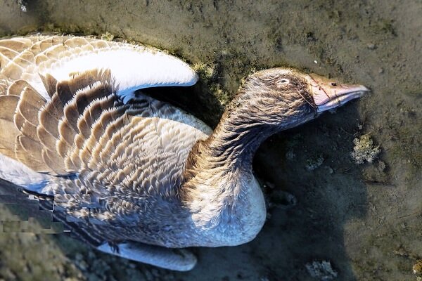 آنفلوانزای فوق حاد پرندگان