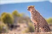 ۱۲۸ گونه جانوری ایران در خطر انقراض | با اعتبار قطره‌چکانی نمی‌توانیم تنوع زیستی را حفظ کنیم