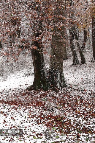 برف پاییزی هزارجریب
