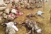 حمله گرگ‌ها به گوسفندان روستای سراب خواف