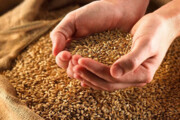 قیمت جدید گندم برای صنف و صنعت چقدر شد؟