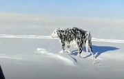 ببینید | گاوی که از شدت سرما ایستاده یخ زد