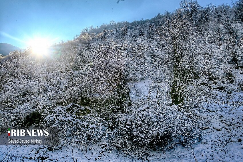 همشهری آنلاین - تصاویر - طبیعت زمستانی زیارت در نخستین برف گرگان
