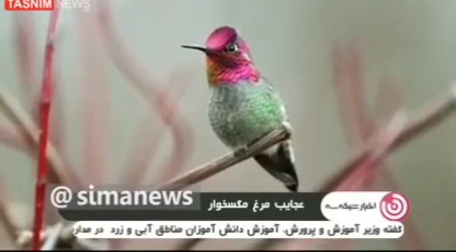 پرنده یک‌میلیارد تومانی