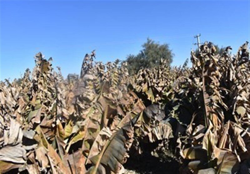 سرمازدگی باغ موز