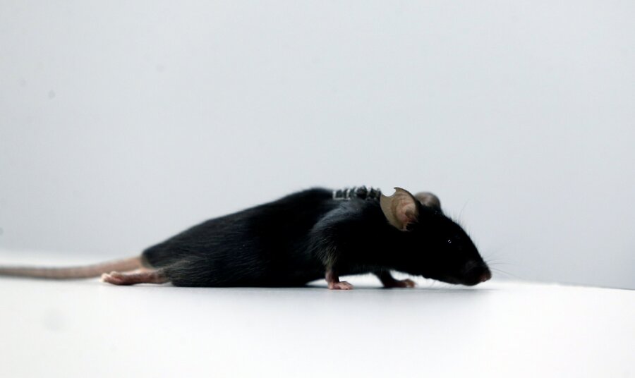 دانشمندان آلمانی موش فلج‌شده را به راه انداختند