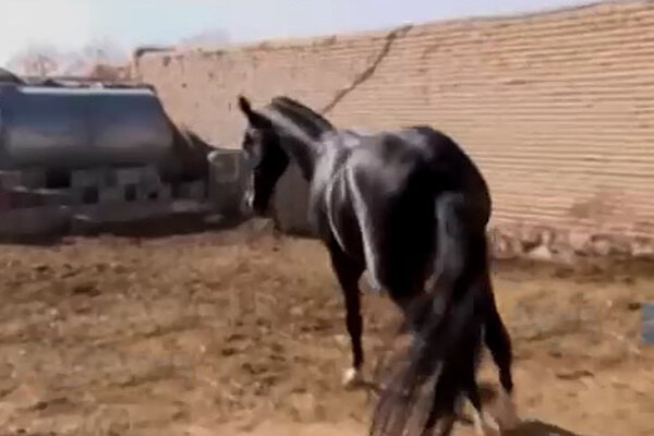 اسب