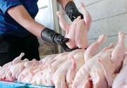 قیمت جدید مرغ در بازار | مرغ مازاد از سوی دولت جمع آوری می‌شود