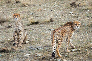 هشدار قرمز برای نسل یوزپلنگ ایرانی | تنها ۱۲ قلاده یوزپلنگ ایرانی باقی مانده‌اند!