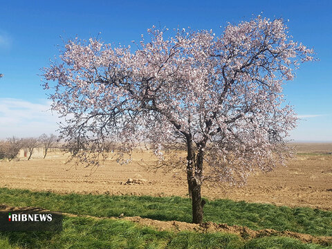 رنگ‌وبوی بهار در زیرکوه