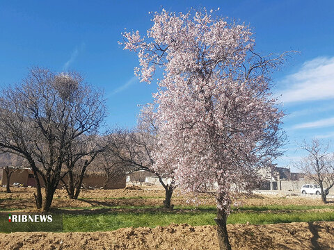 رنگ‌وبوی بهار در زیرکوه