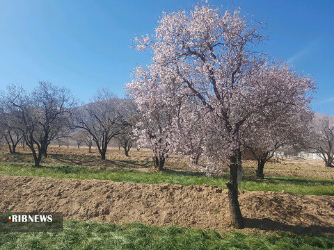 رنگ‌وبوی بهار در زیرکوه