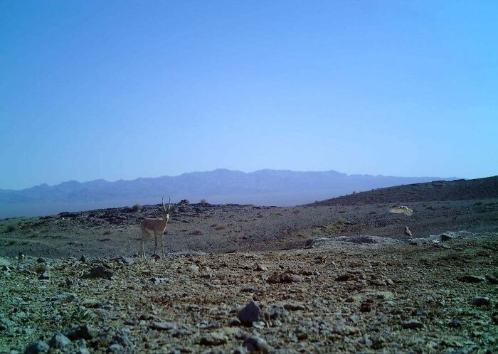 حيات وحش