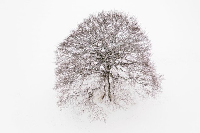تصویری از برف پوش‌شدن یک درخت تنها واقع در «کنتربری» / انگلستان