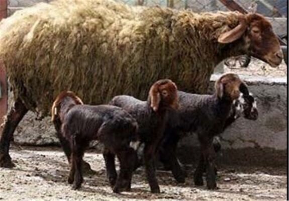 چند قلوزایی گوسفندان