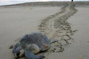 سرمای شدید تگزاس تهدید برای لاک‌پشت‌های دریایی