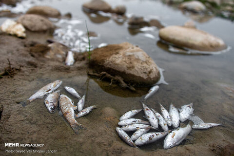 حال پریشان رودخانه« تجن»