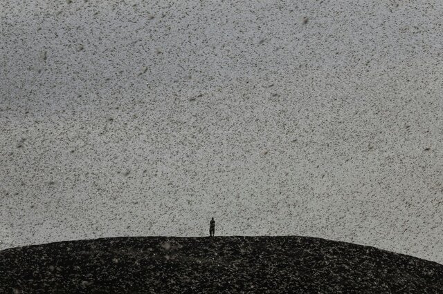 تصویر مردی که بر فراز تپه‌ای توسط گروه بزرگی از ملخ‌های صحرایی احاطه شده است./ کنیا / رویترز

