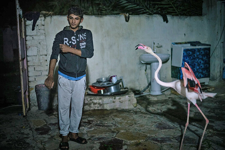 تصاویر | بازار پررونق شکار فلامینگوهای مهاجر در عراق و قاچاق به امیرنشین‌های حاشیه خلیج فارس