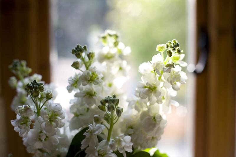 ۱۶ گل بهاری برای زیبا کردن فضای خانه