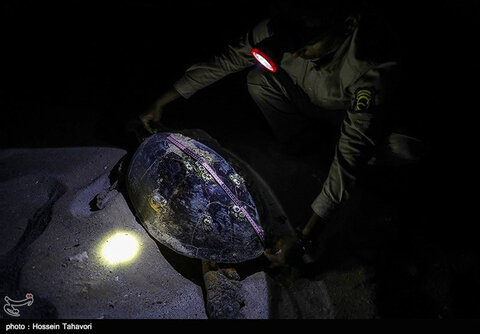 تخم‌گذاری لاک‌پشت پوزه‌عقابی در کیش
