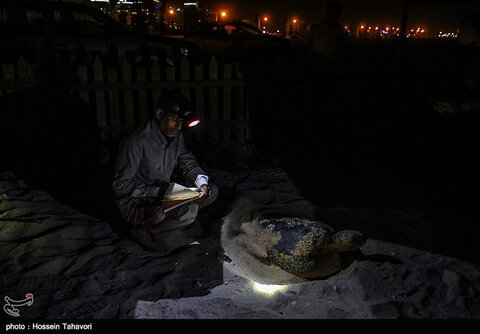 تخم‌گذاری لاک‌پشت پوزه‌عقابی در کیش