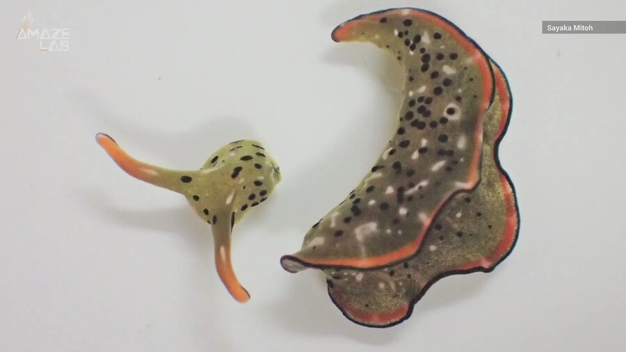 sea slug