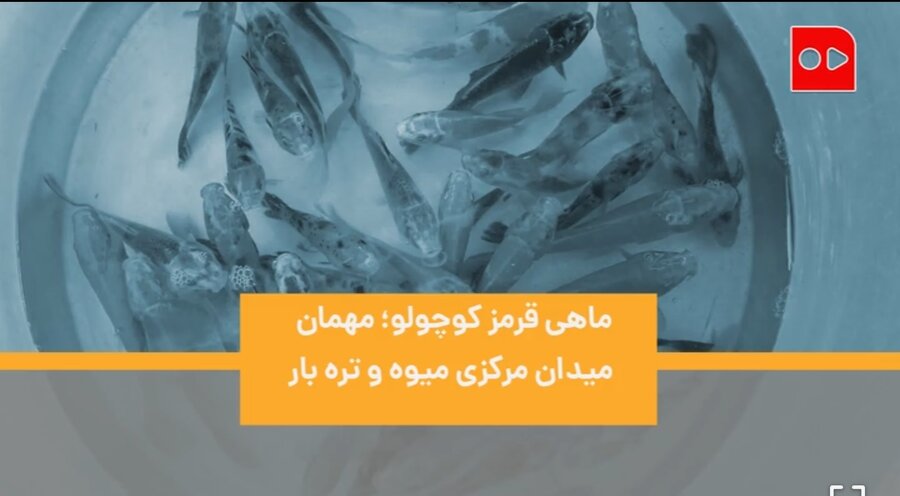 ماهی قرمز سفره هفت سین از کجا می آید؟