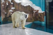 تصاویر | ساخت هتل یخی در چین با منظره خرس‌های قطبی
