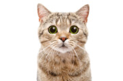 ویدئویی پربازدید از گربه‌های زرنگ در کاشان | دربازکن‌های حرفه‌ای را ببینید