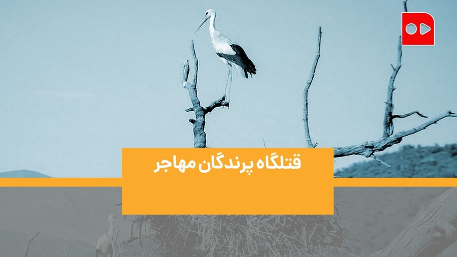 قتلگاه پرندگان مهاجر