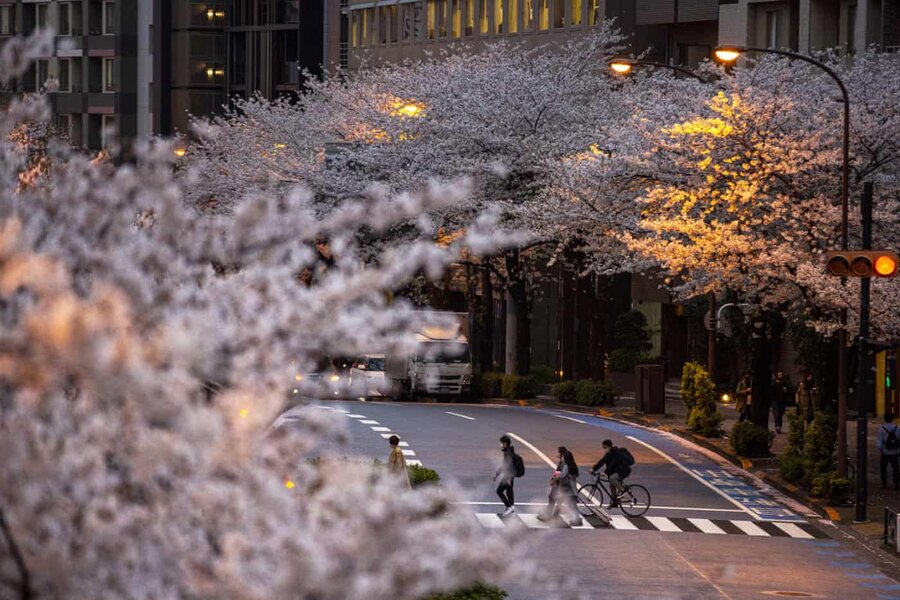 Cherry blossom