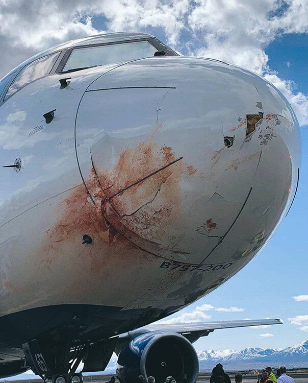 برخورد پرندگان با بویینگ ۷۵۷ آمریکا