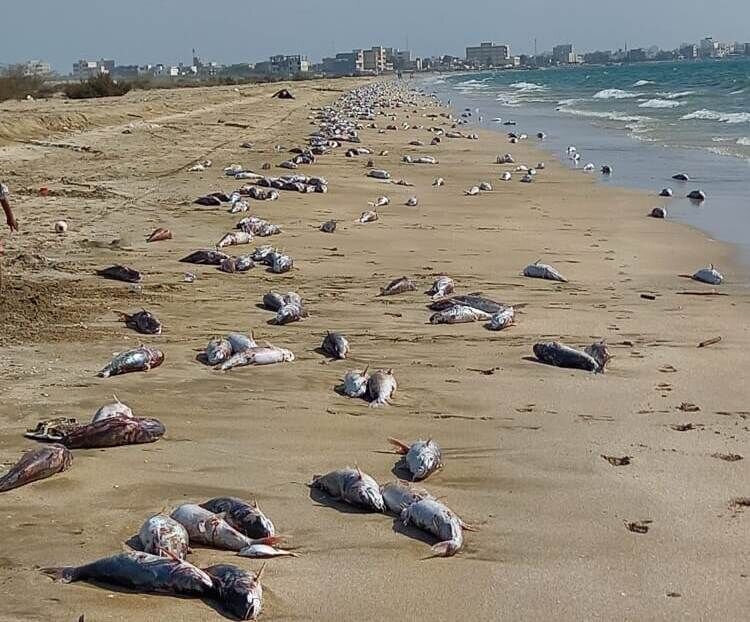 عکس | دلیل مرگ دسته‌جمعی ماهی‌ها در بندر جاسک - همشهری آنلاین