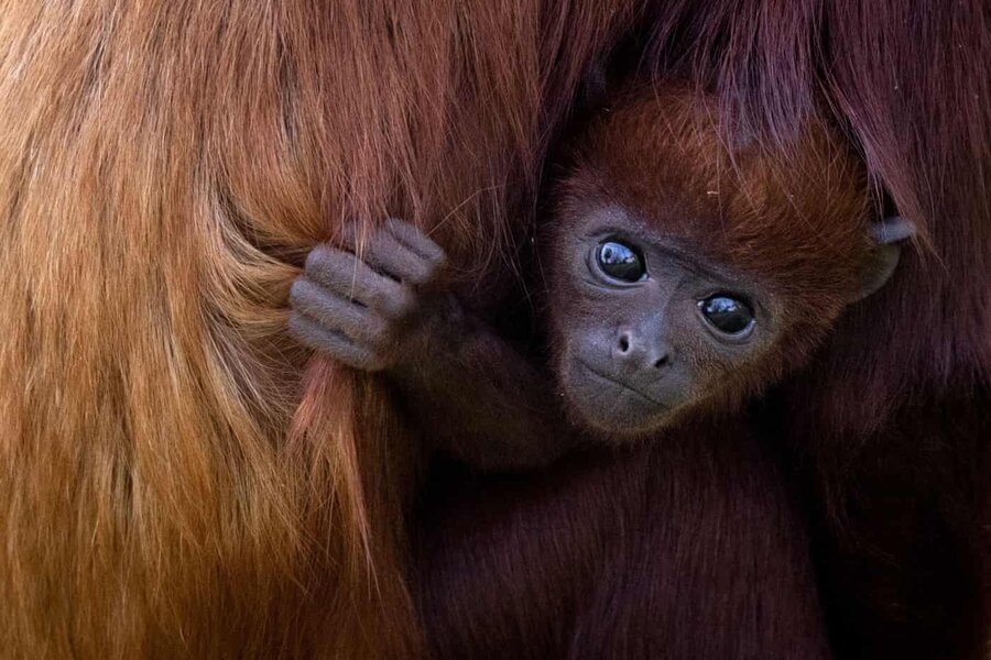 monkey
