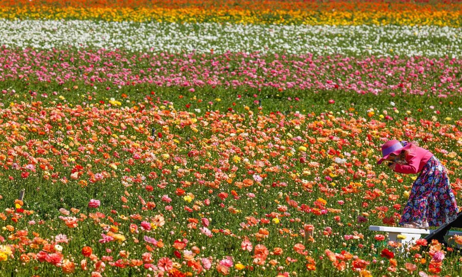 Flower Fields
