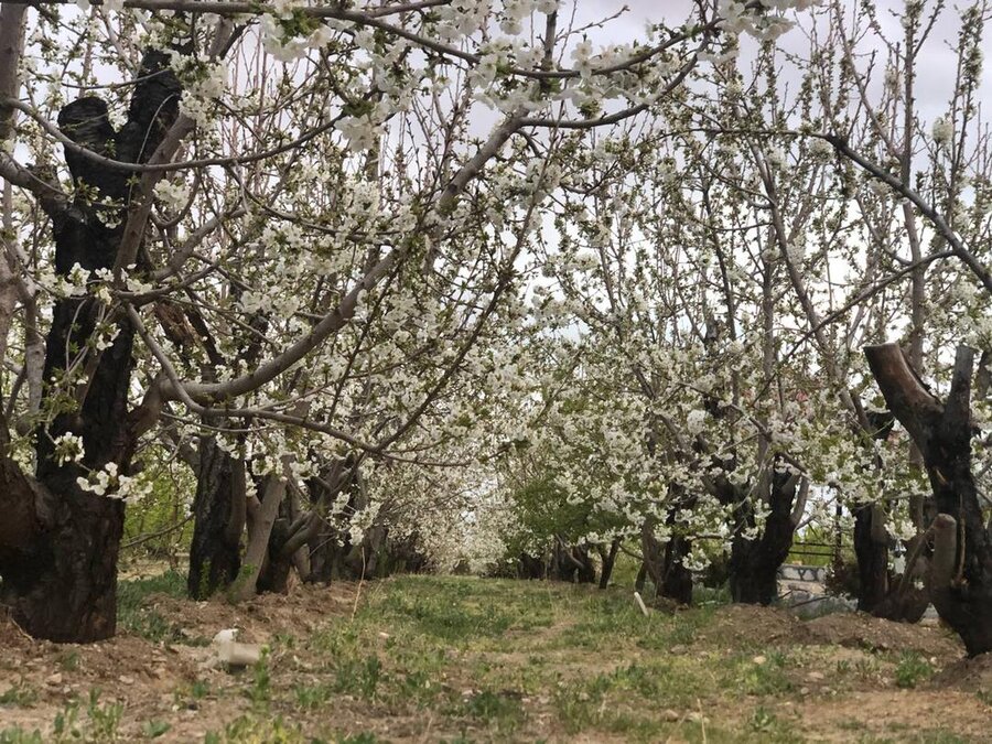 شکوفه درختان