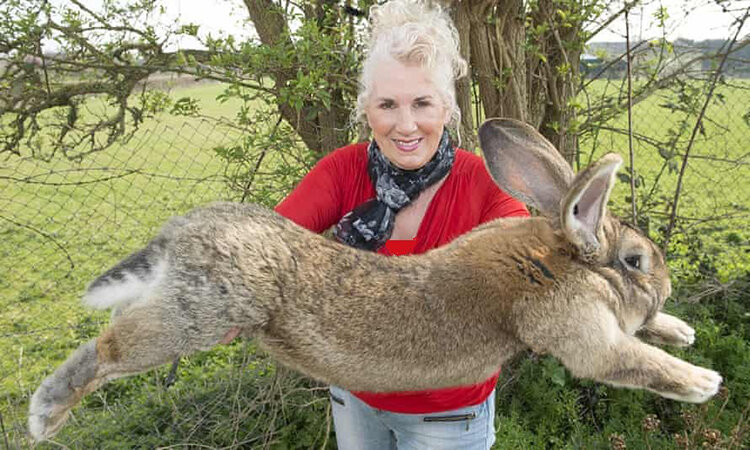 داريوش بزرگ‌ترين خرگوش دنيا