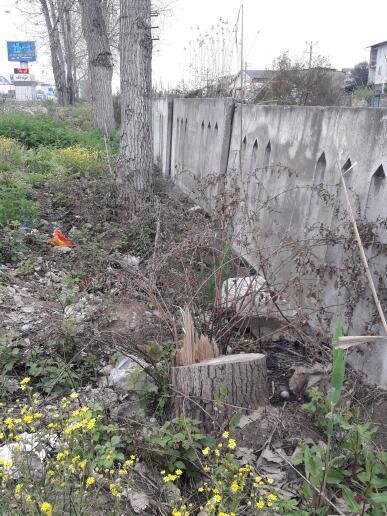 سرقت درختان حاشیه جاده‌ها در مازندران