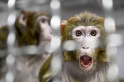 دانشمندان چینی و آمریکایی رویان مخلوط انسان-میمون خلق کردند