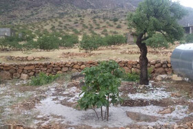 خسارت سرمای بهاره به باغ‌های پسته نی‌ریز
